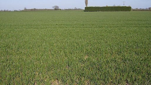 What's in the green square? There is a building in here, completely hidden from the south west by this hedge, and the 1:25K map shows the hedge all the way round in a square. The fields around are all large and arable.