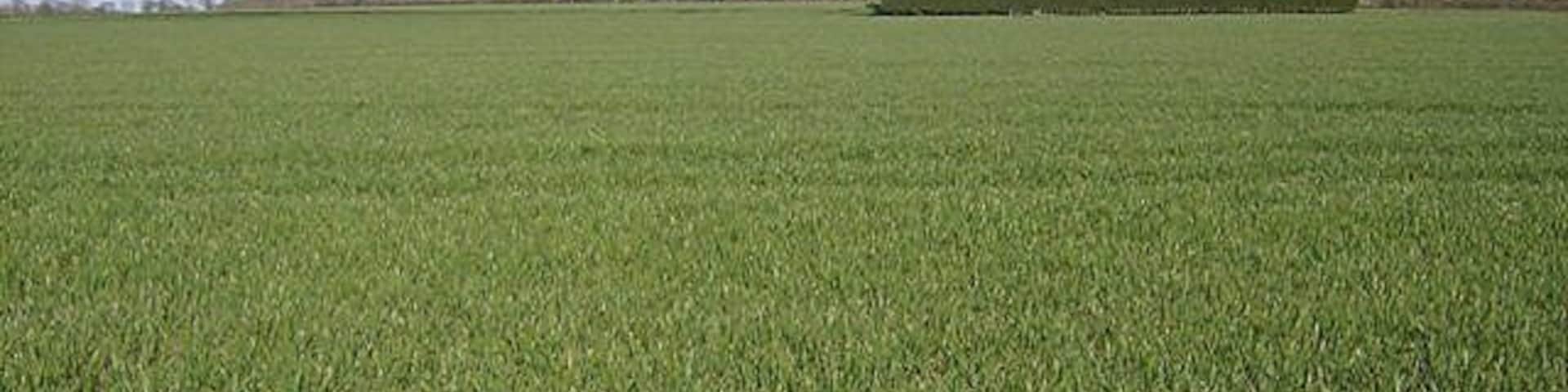 What's in the green square? There is a building in here, completely hidden from the south west by this hedge, and the 1:25K map shows the hedge all the way round in a square. The fields around are all large and arable.