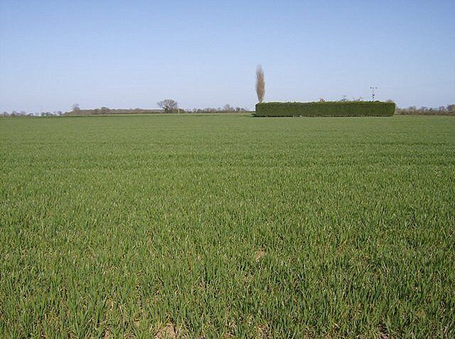 A vast green field with a neatly trimmed hedge in the distance.