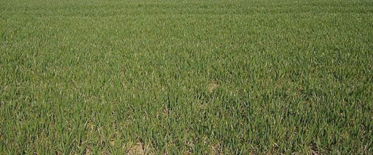 A vast green field with a neatly trimmed hedge in the distance.
