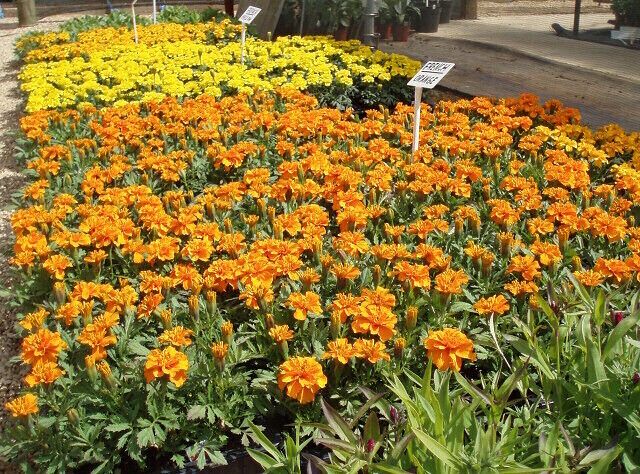 Marigolds at Quarry Nurseries A flood of colour