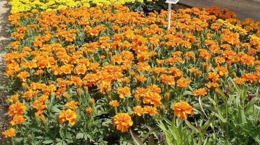 Marigolds at Quarry Nurseries A flood of colour