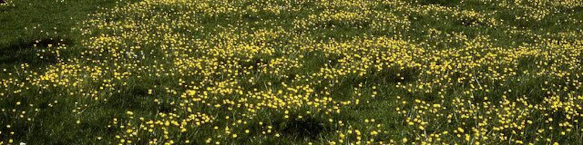 Leland Trail near Queen Camel Following the trail westwards through meadows towards West Camel