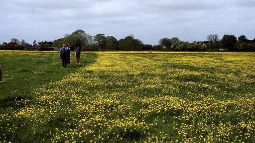 Leland Trail near Queen Camel Following the trail westwards through meadows towards West Camel