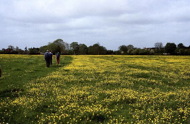 A field of yellow flowers with a cloudy sky.