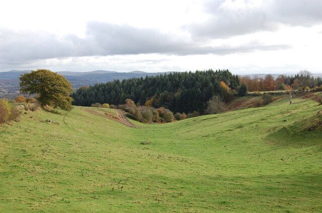 A green field with a tree and a forest in the background.