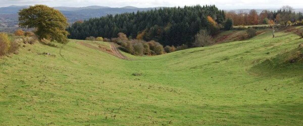 A green field with a tree and a forest in the background.