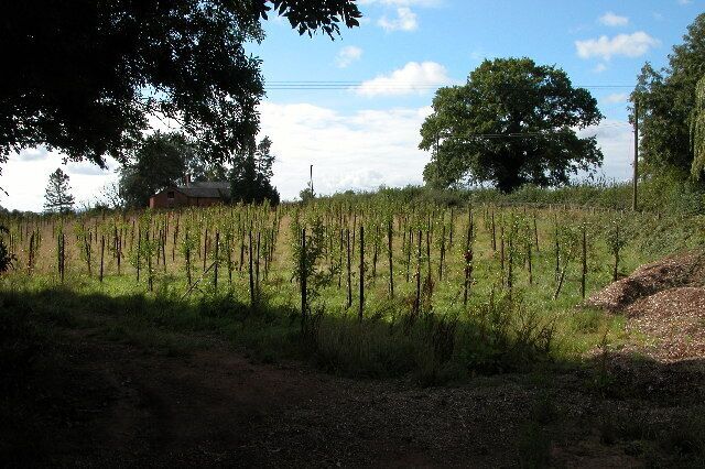 Apple Orchard. Recently planted apple orchard at Putley Green