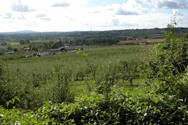 Apple Orchards at Putley. Apple orchards above Putley. To the left on the horizon is May Hill in Gloucestershire, it is on the northern edge of the Forest of Dean.