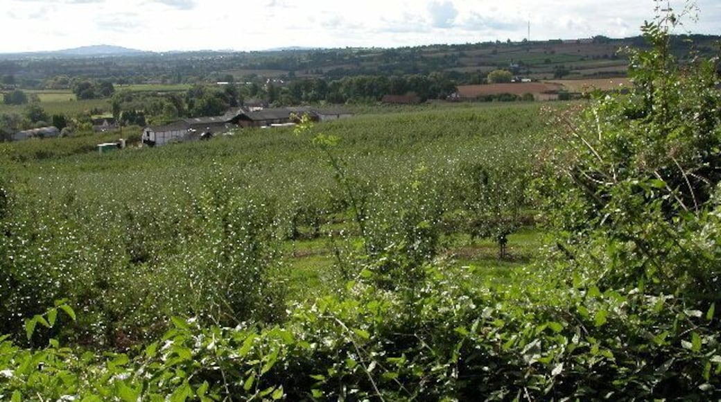 Apple Orchards at Putley. Apple orchards above Putley. To the left on the horizon is May Hill in Gloucestershire, it is on the northern edge of the Forest of Dean.