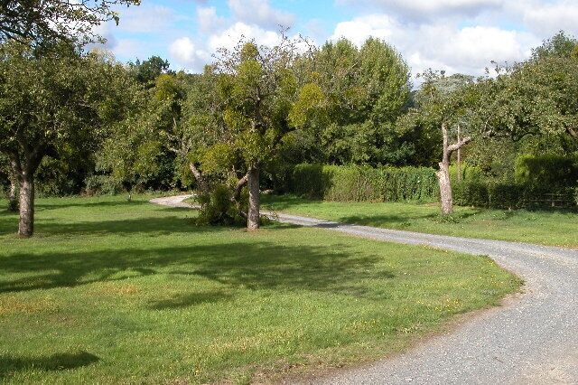 Mistletoe in a mature orchard near Putley. Mistletoe is very common in orchards (and other trees) in the three counties of Herefordshire, Worcestershire and Gloucestershire.