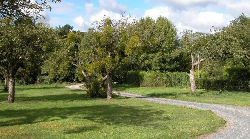 Mistletoe in a mature orchard near Putley. Mistletoe is very common in orchards (and other trees) in the three counties of Herefordshire, Worcestershire and Gloucestershire.