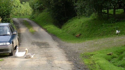 Geese on the road These geese are sunning themselves in the late afternoon, across this rarely used bit of road.