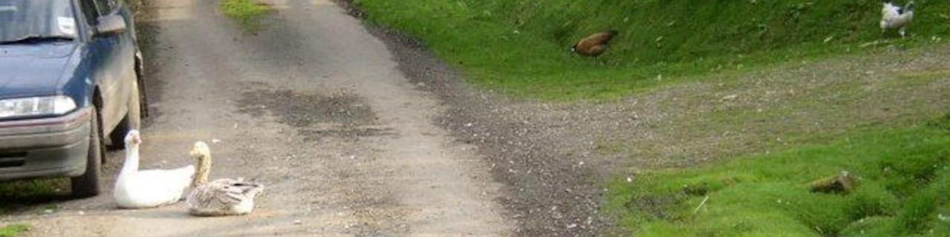 Geese on the road These geese are sunning themselves in the late afternoon, across this rarely used bit of road.
