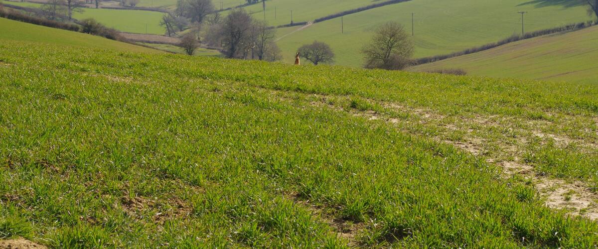 Rolling green fields, a distant tree line, and a clear sky.