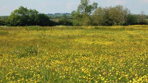 Buttercups near Priors Marston