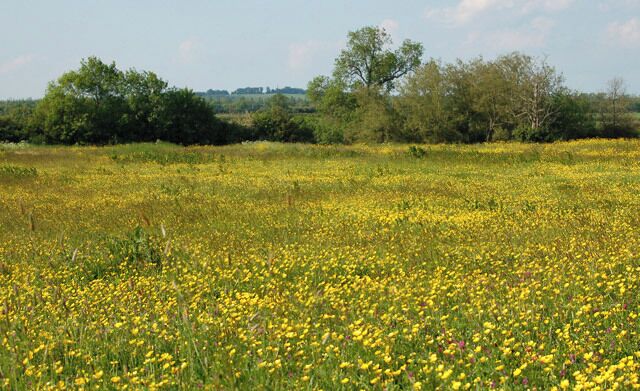 A field of yellow flowers with trees in the background.