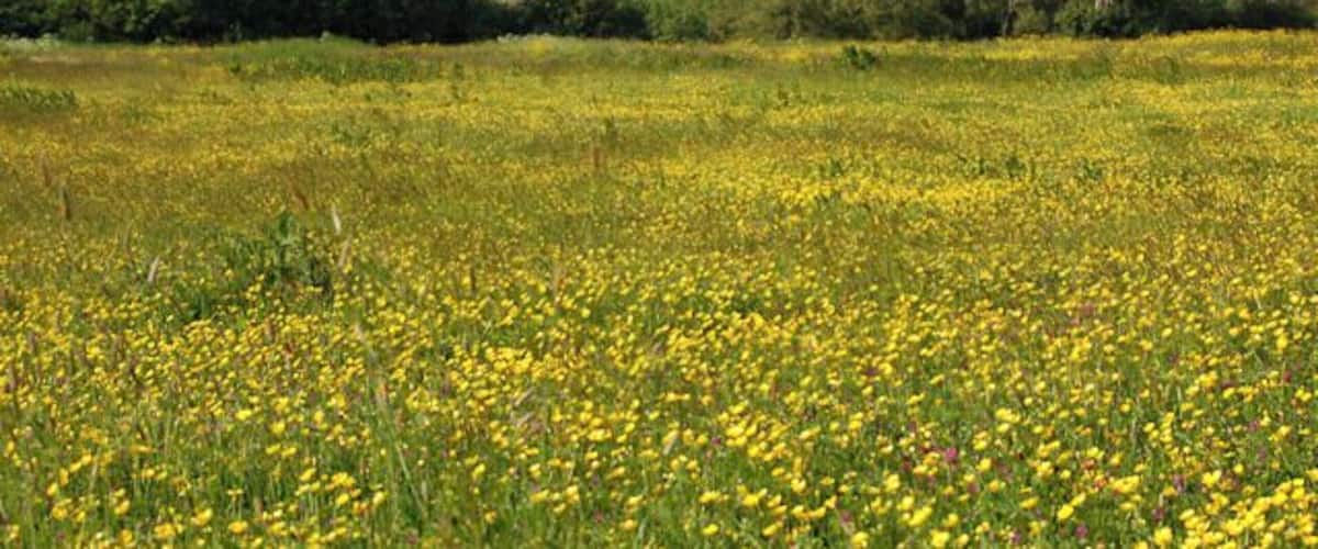 A field of yellow flowers with trees in the background.