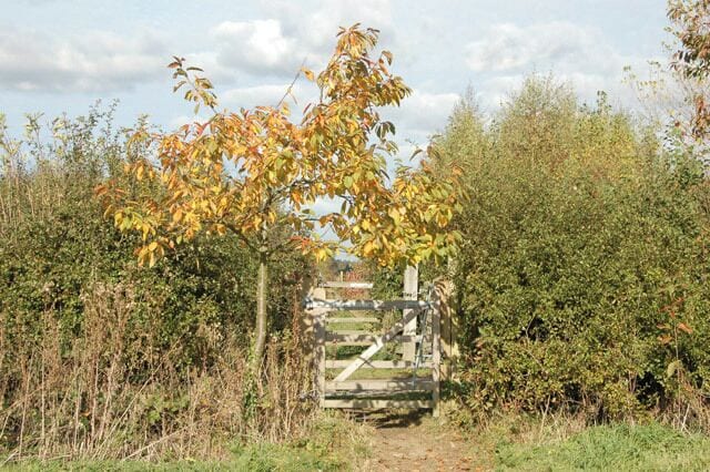 Footpath crossing the drive to Priory Farm