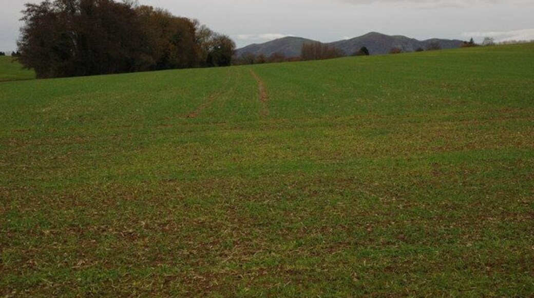 Winter cereals at Bastonford The Malvern Hills can be seen on the horizon.