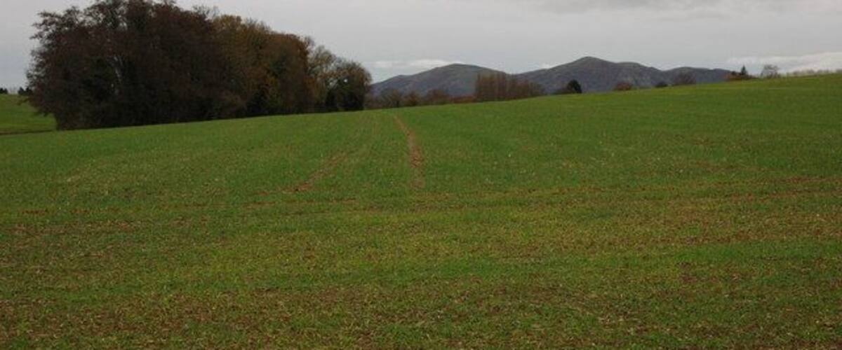A grassy field with a dirt path leading to a tree line and hills in the distance.