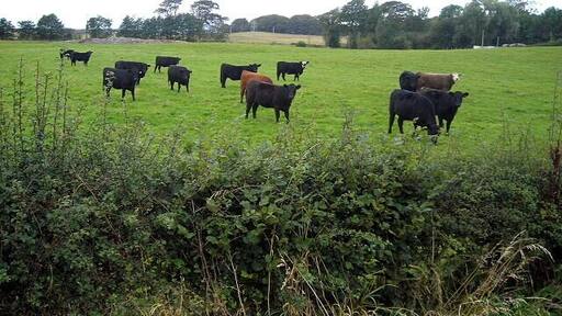 Cattle Near Hitchill