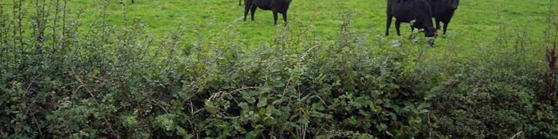 Cattle Near Hitchill