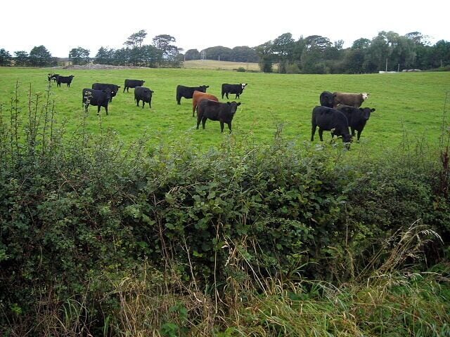 A grassy field with several cows grazing.