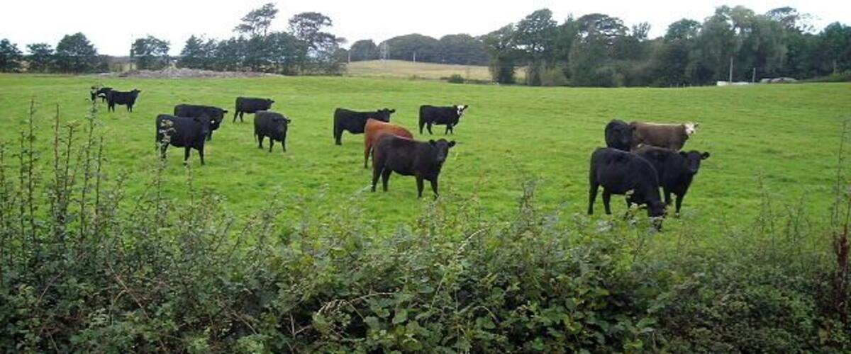 A grassy field with several cows grazing.