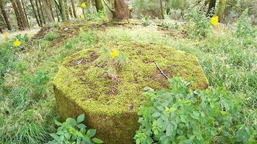 WW2 Light Anti-aircraft Emplacement Possible remains of a WW2 Light Anti-aircraft Emplacement in trees near Cummertrees ROC Post.