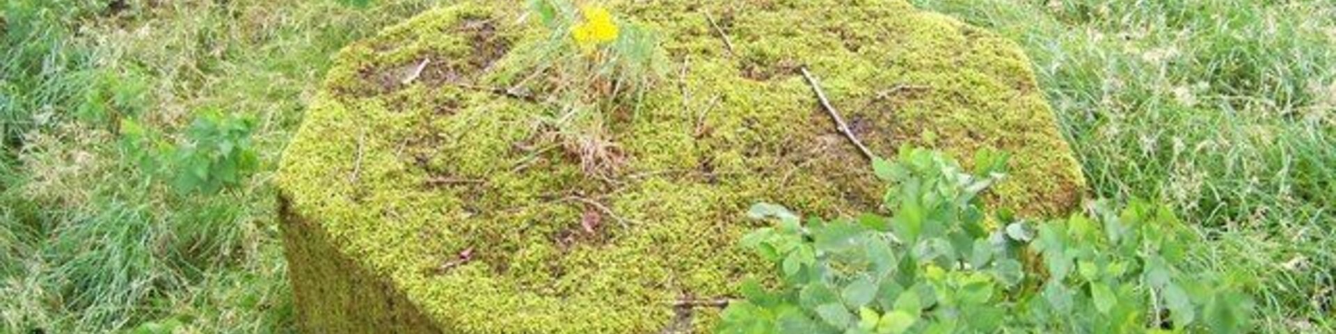 WW2 Light Anti-aircraft Emplacement Possible remains of a WW2 Light Anti-aircraft Emplacement in trees near Cummertrees ROC Post.