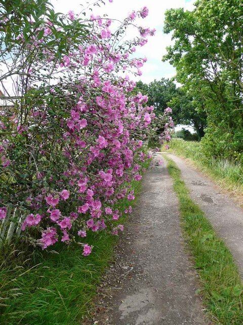 Lavatera by the track near Cherry Farm
