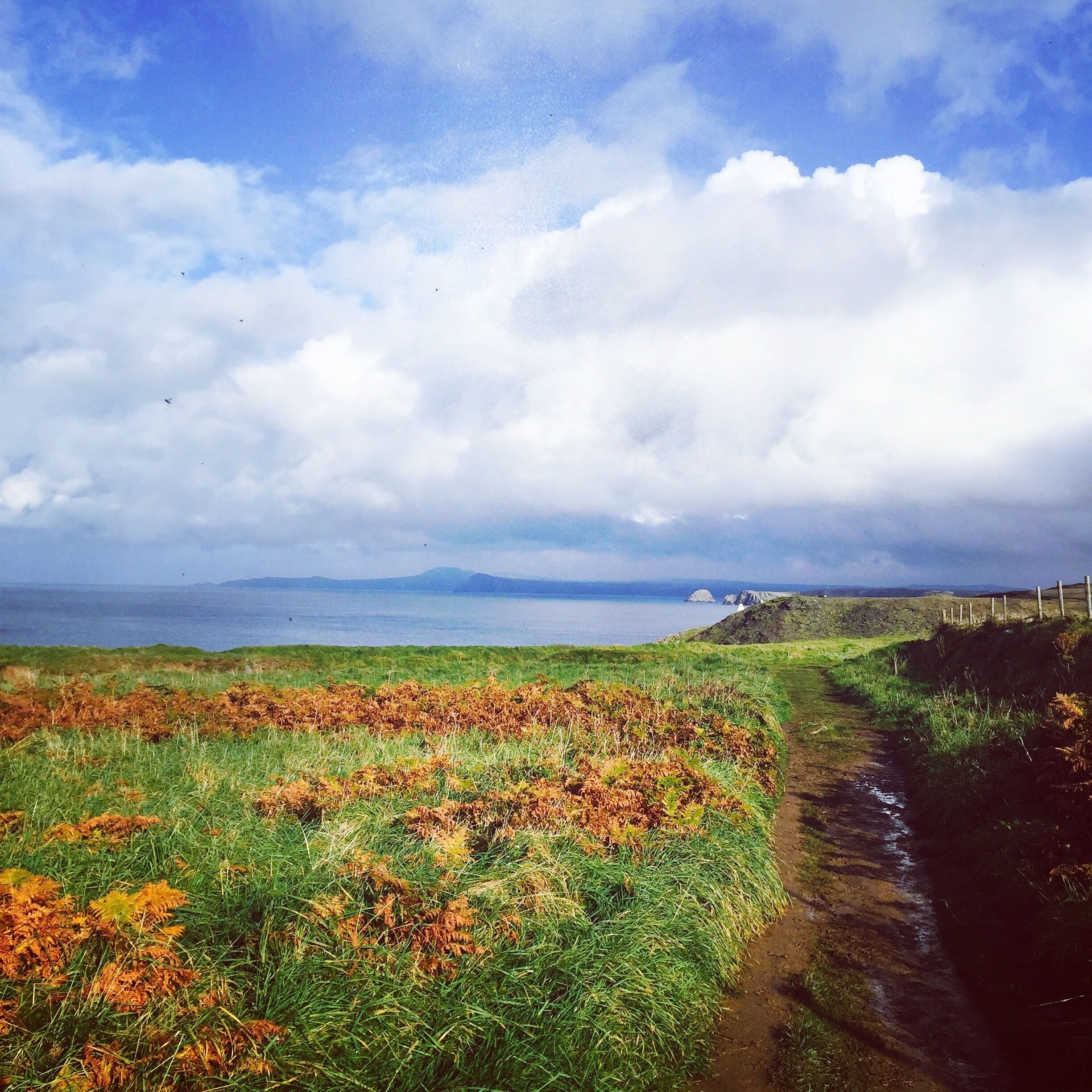 A coastal landscape with a grassy field, a dirt path, and a body of water in the distance.