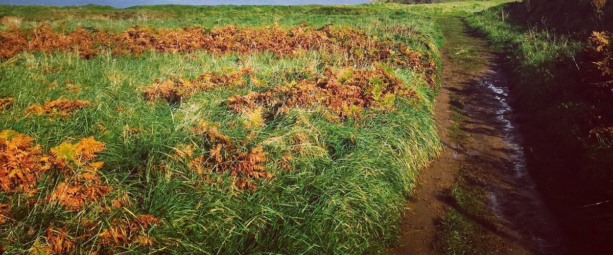 A coastal landscape with a grassy field, a dirt path, and a body of water in the distance.