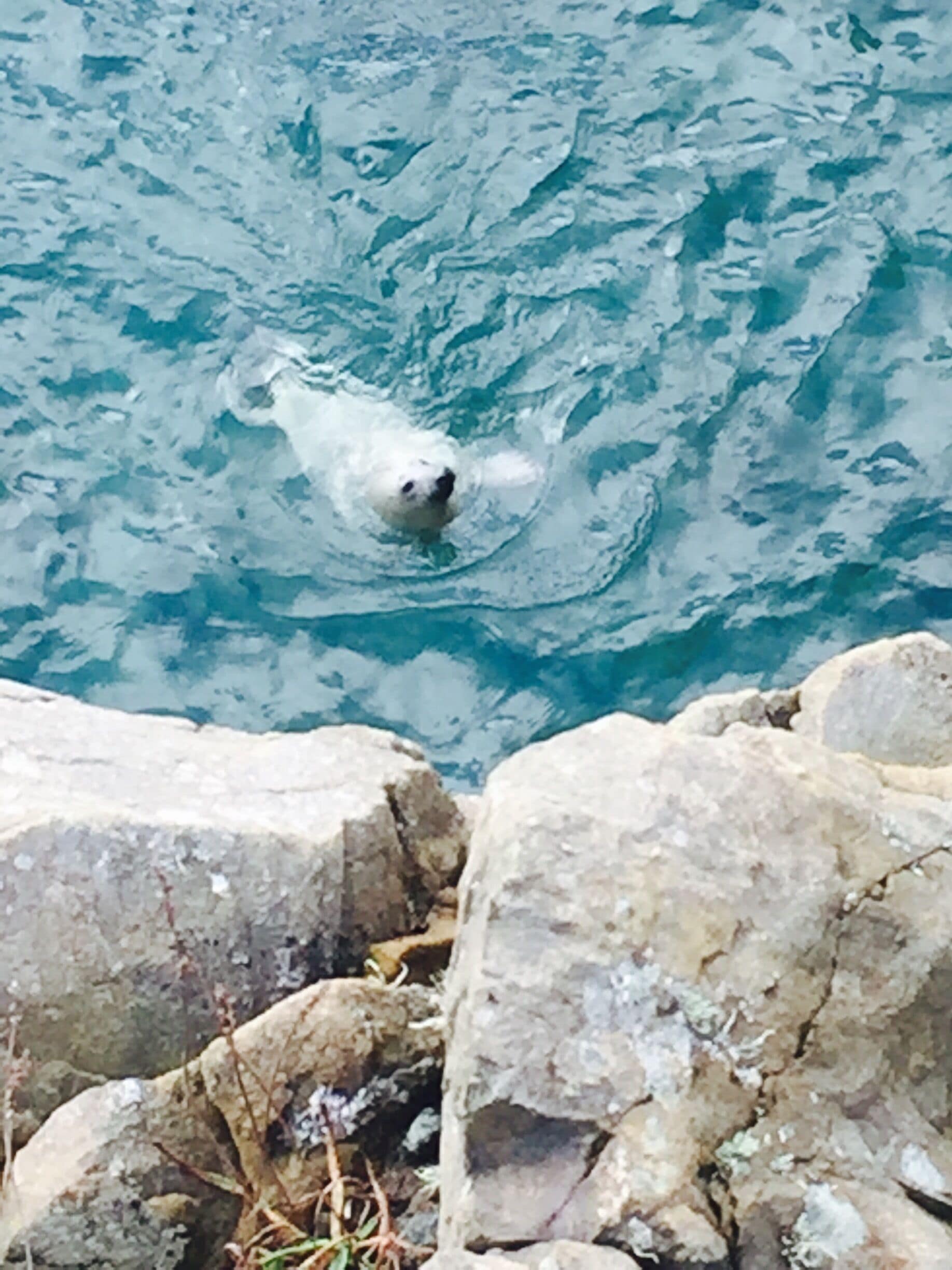 #SealWatching on the Coastal Path Abereiddy to Porthgain #pembrokeshire