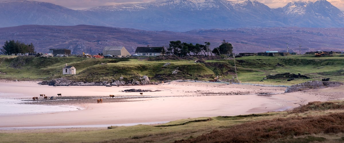 A coastal landscape with a beach, grazing cattle, houses, and snow-capped mountains in the background.