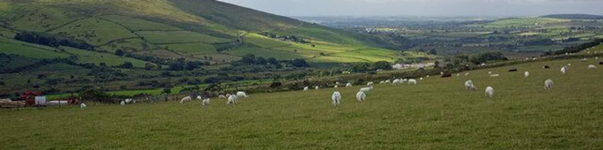 Pasture at Lodor Fach Beyond is the Anghof valley: the manorial farm of Morfil is in the middle distance, and Mynydd Cas-fuwch (Castlebythe Mountain) is on the left.