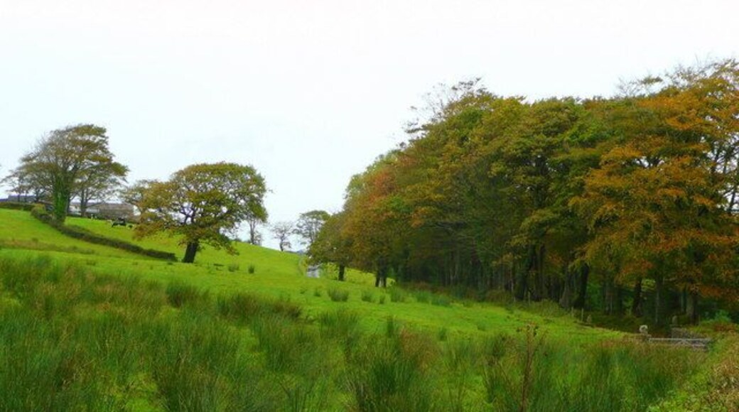 Autumn colour by the A476 The drive to Penderi can be seen ascending the hillside.
