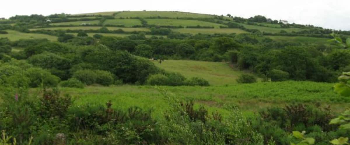 Rolling green hills with dense vegetation and a few scattered trees.