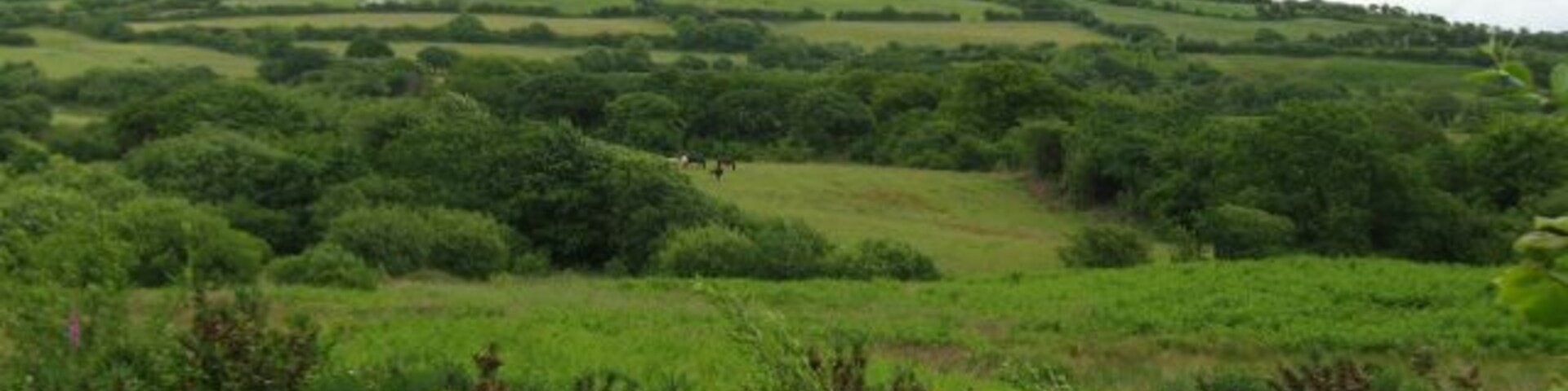 Rolling green hills with dense vegetation and a few scattered trees.