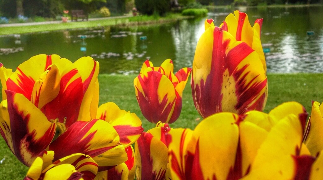 Tulip festival at Burnby Hall, only on for a few weeks and definitely worth a visit.