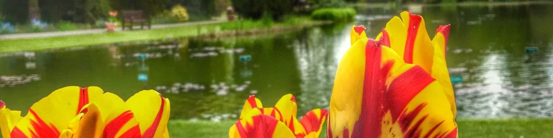 Tulip festival at Burnby Hall, only on for a few weeks and definitely worth a visit.