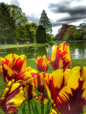 Tulip festival at Burnby Hall, only on for a few weeks and definitely worth a visit.