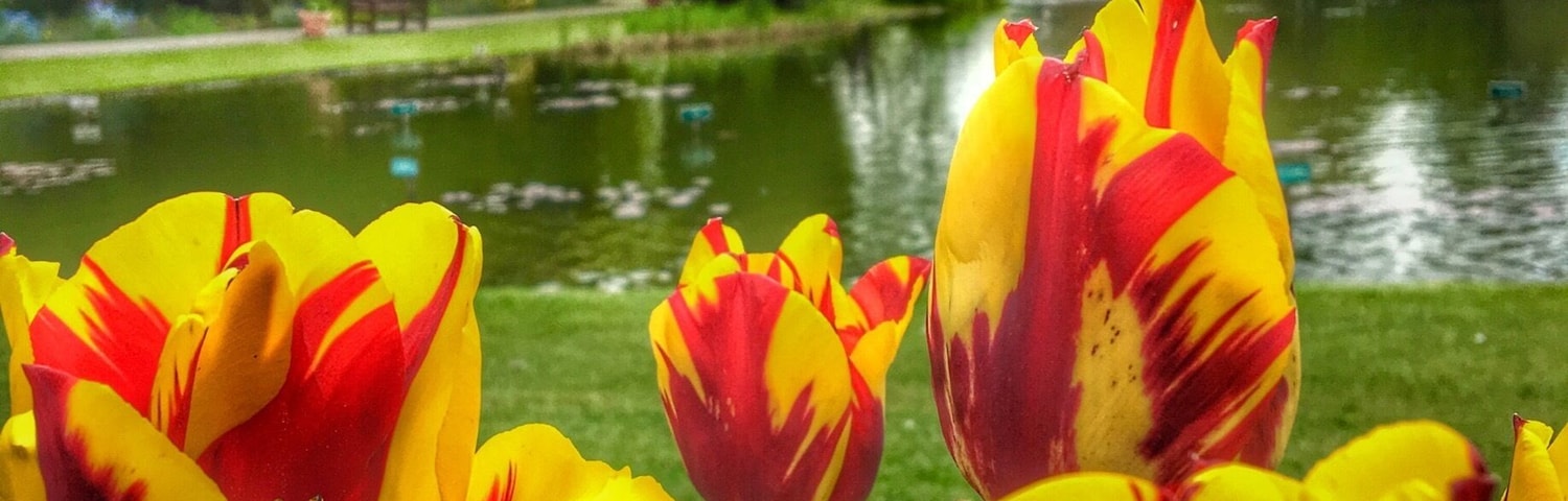 Tulip festival at Burnby Hall, only on for a few weeks and definitely worth a visit.