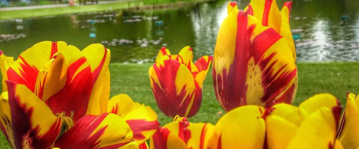 A park with a lake, yellow and red tulips, and green trees.