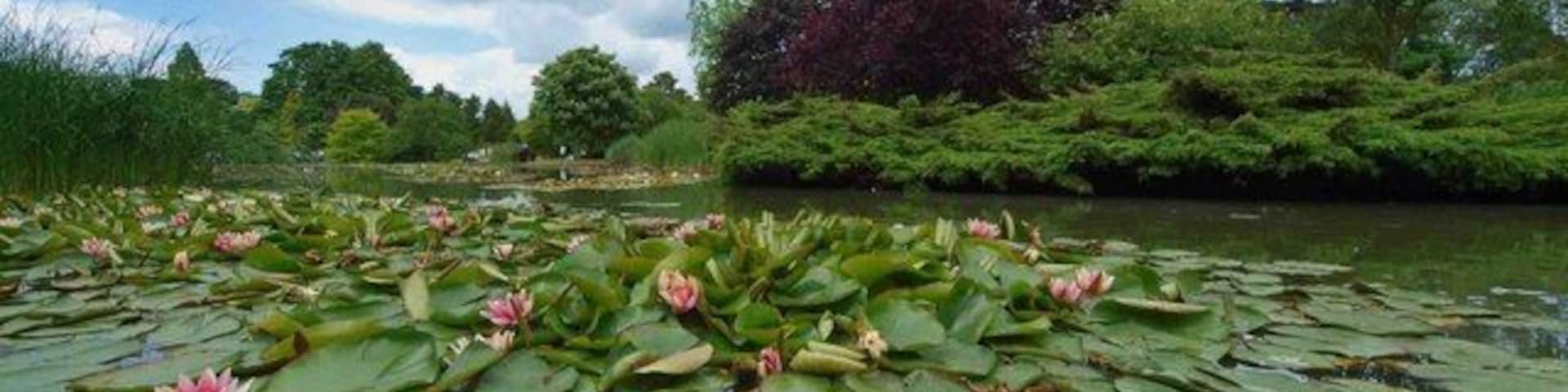 Un estanque con nenúfares y lirios acuáticos rosados.