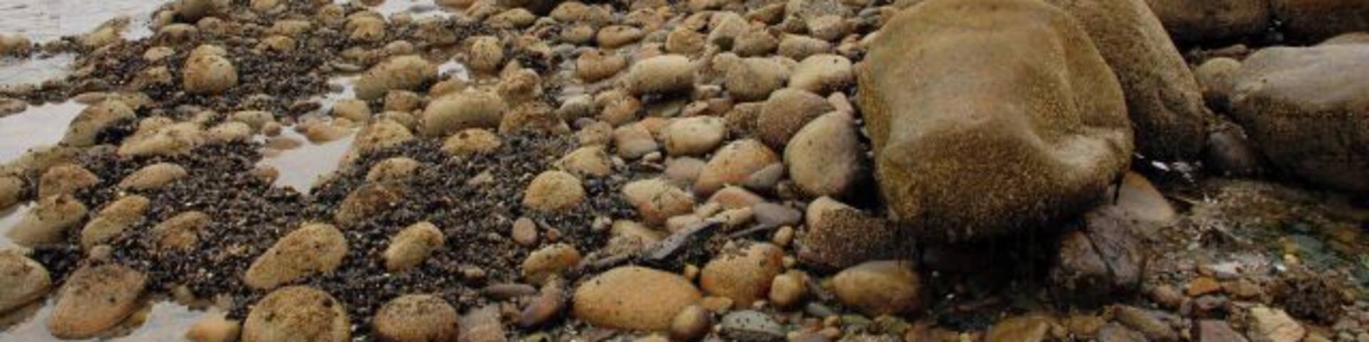 Foreshore south of Pirnmill These boulders and pebbles, uncovered at low tide, are surprisingly slippery, and although only a short distance from the road require some care to reach this vantage point at the water's edge. Note the outcrop of mussels to the lower left of the picture.