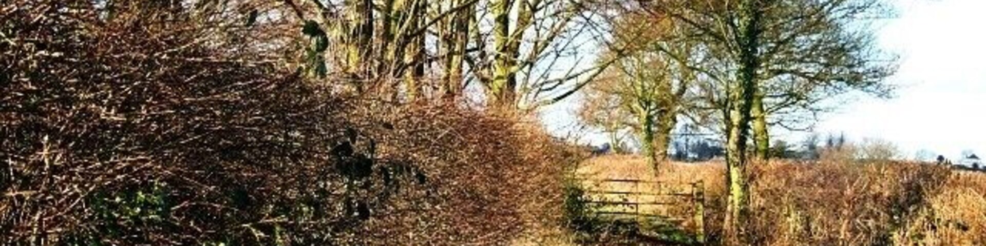 Un sendero cubierto de hojas que lleva a un portón de madera en una zona boscosa.
