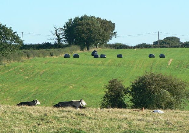 Food for thought The black bales will provide winter sustenance for the ruminating cattle in the foreground.