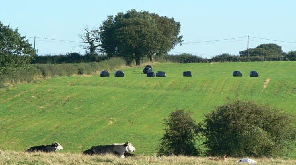 Food for thought The black bales will provide winter sustenance for the ruminating cattle in the foreground.